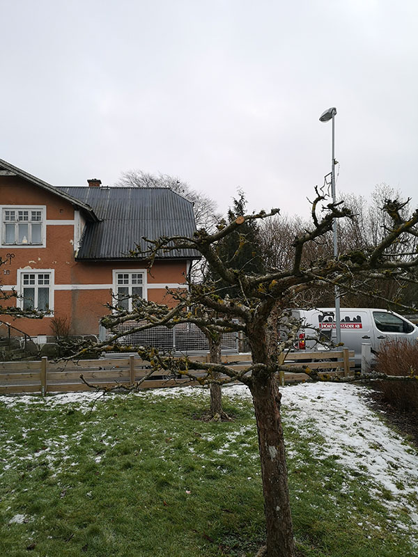 Trädgård med äldre träd som är beskurna. I bakgrunden en villaväg med ett hus och en bil.