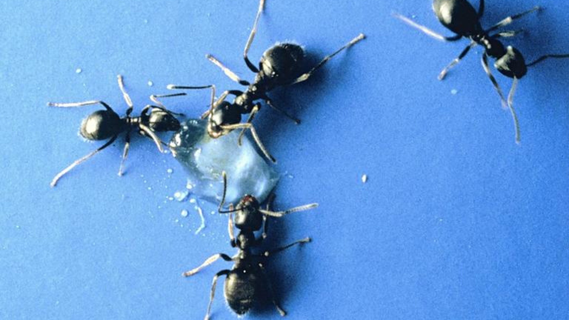 Närbild på svartmyror på blå yta.
