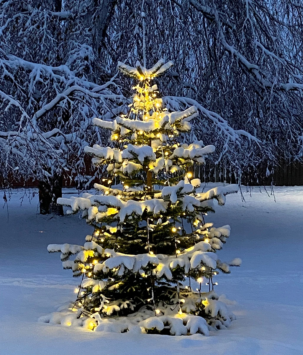 Julgran belysning utomhus i snö